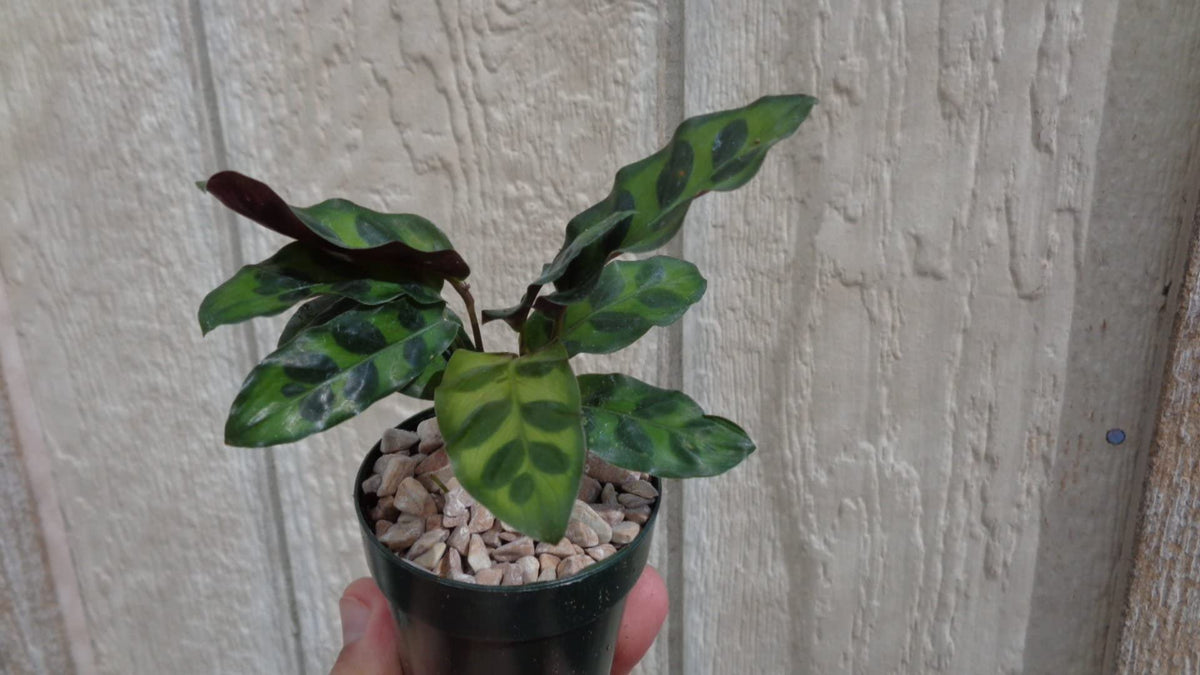 Potted plant held in front of a textured wall