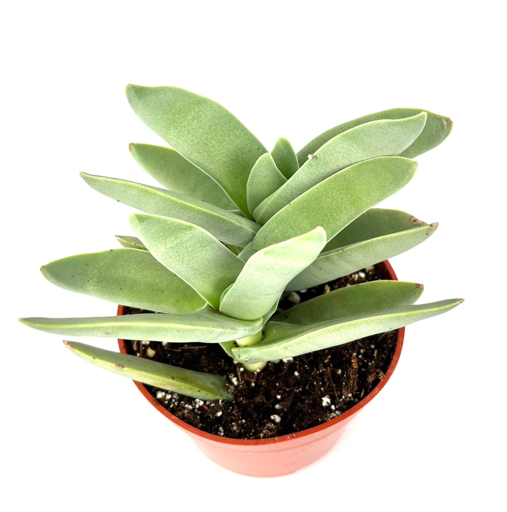 Potted Propeller Succulent green plant on a white background
