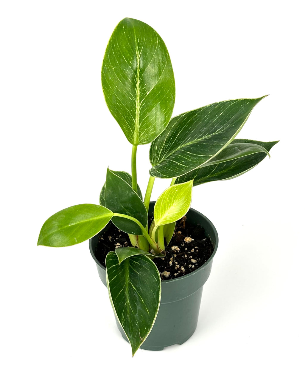 Variegated philodendron potted plant with green leaves on a white background