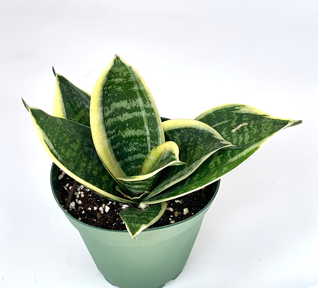 Potted sansaveria hahnii snake plant with green leaves on a white background