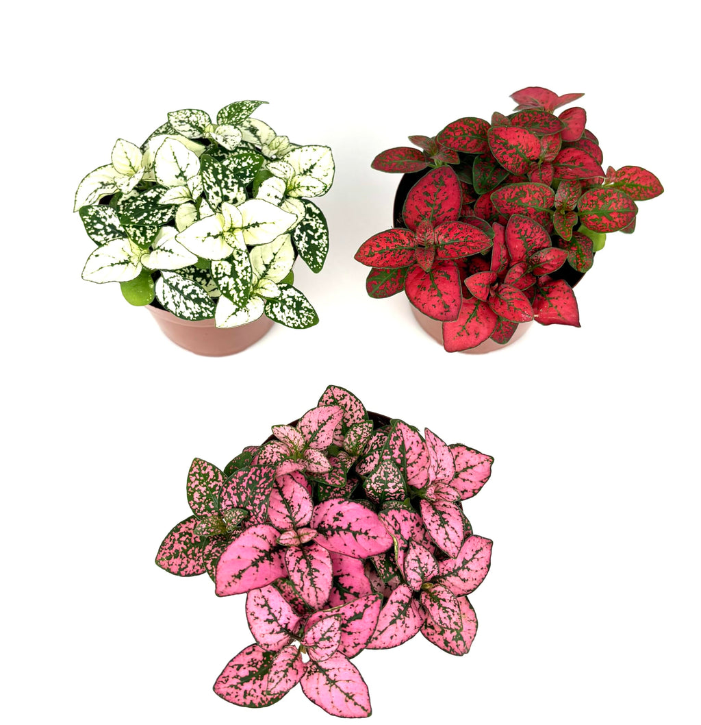 Three potted Hypoestes Splash plants with different colored leaves on a white background