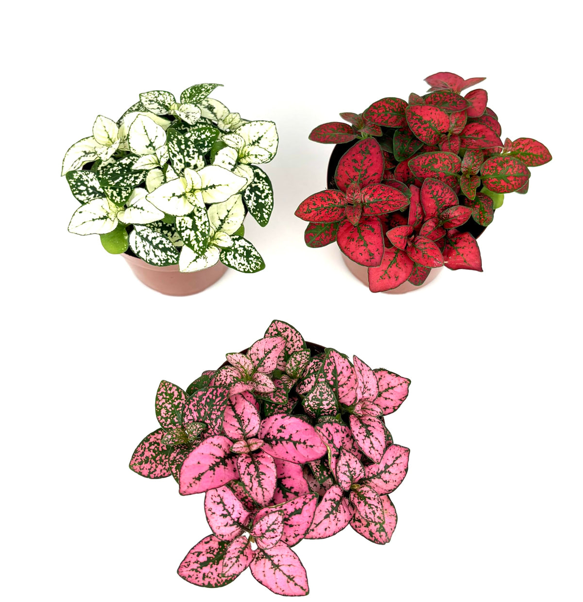 Three potted Hypoestes Splash plants with different colored leaves on a white background