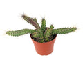 Lady Finger Cactus Echinocereus Pentalophus, Green and Purple, 4 Inch Pot, Live Plant