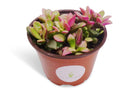 Anacampseros Sunrise Succulents Large Cluster Anacampseros Telephiastrum Variegata
