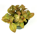 Potted plant with green and pink leaves on a white background