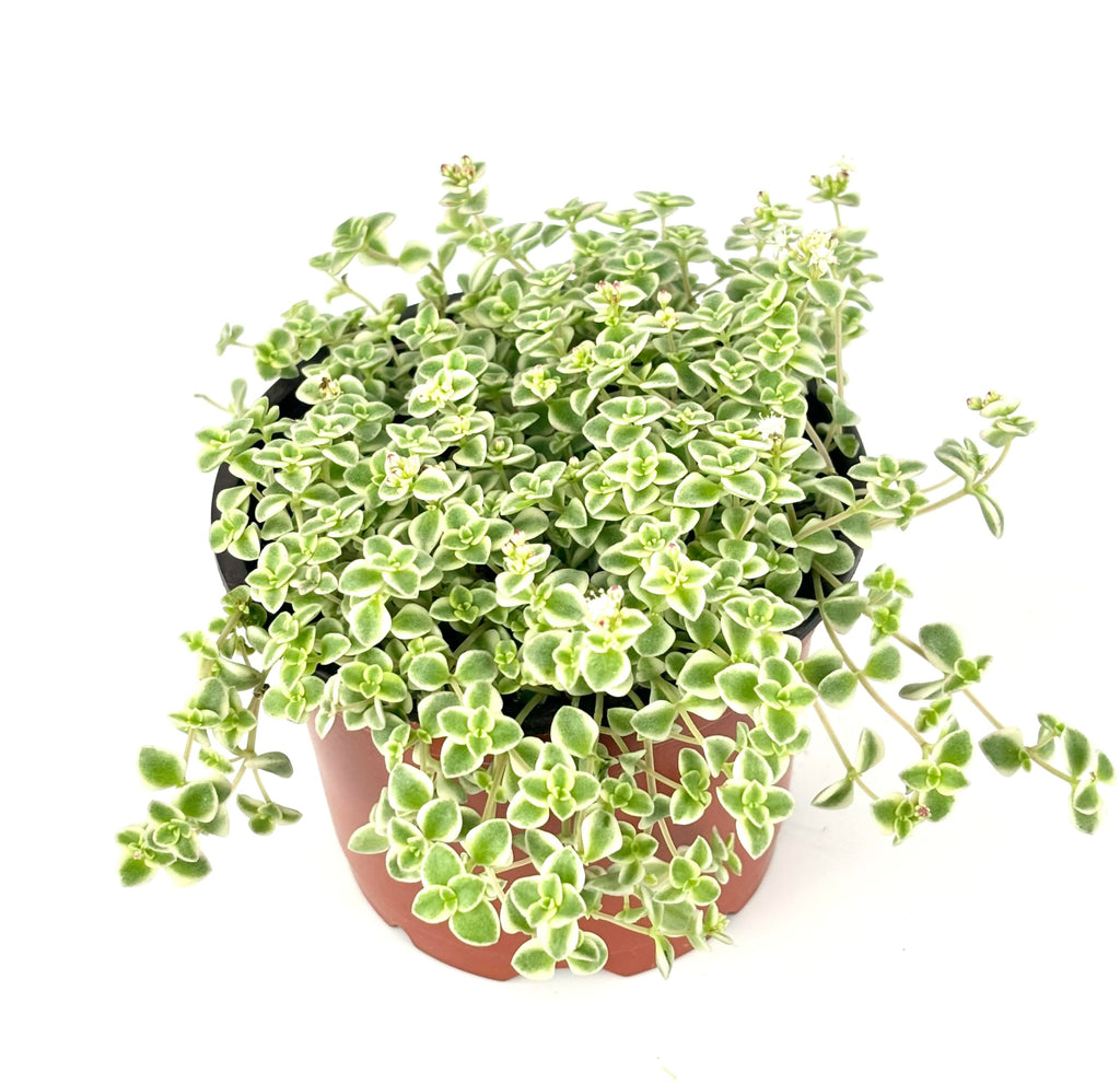 Potted Sedum Little Missy plant with green and white leaves on a white background