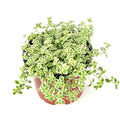 Potted Sedum Little Missy plant with green and white leaves on a white background