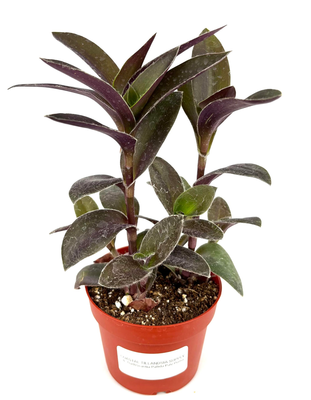 Potted tradescantia pale puma plant with dark green leaves in a red pot on a white background