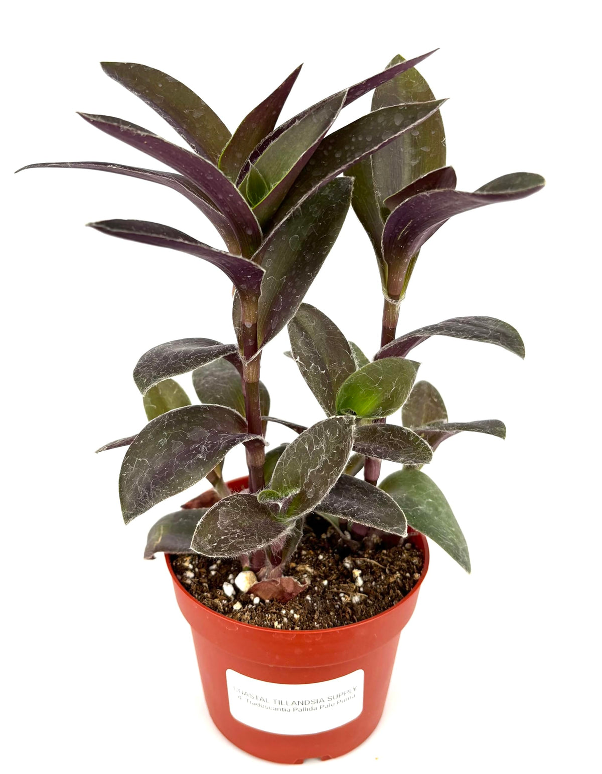 Potted tradescantia pale puma plant with dark green leaves in a red pot on a white background