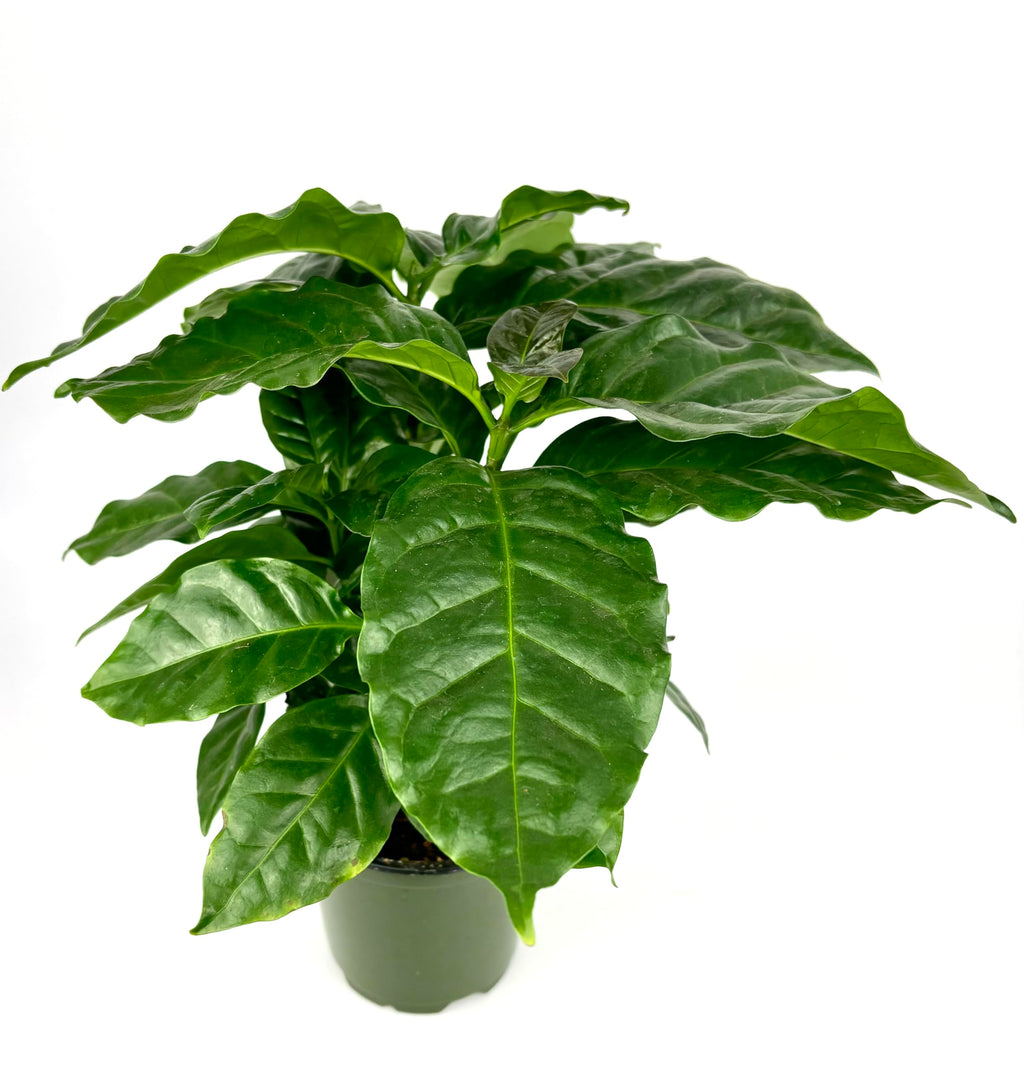Potted plant with large green leaves on a white background