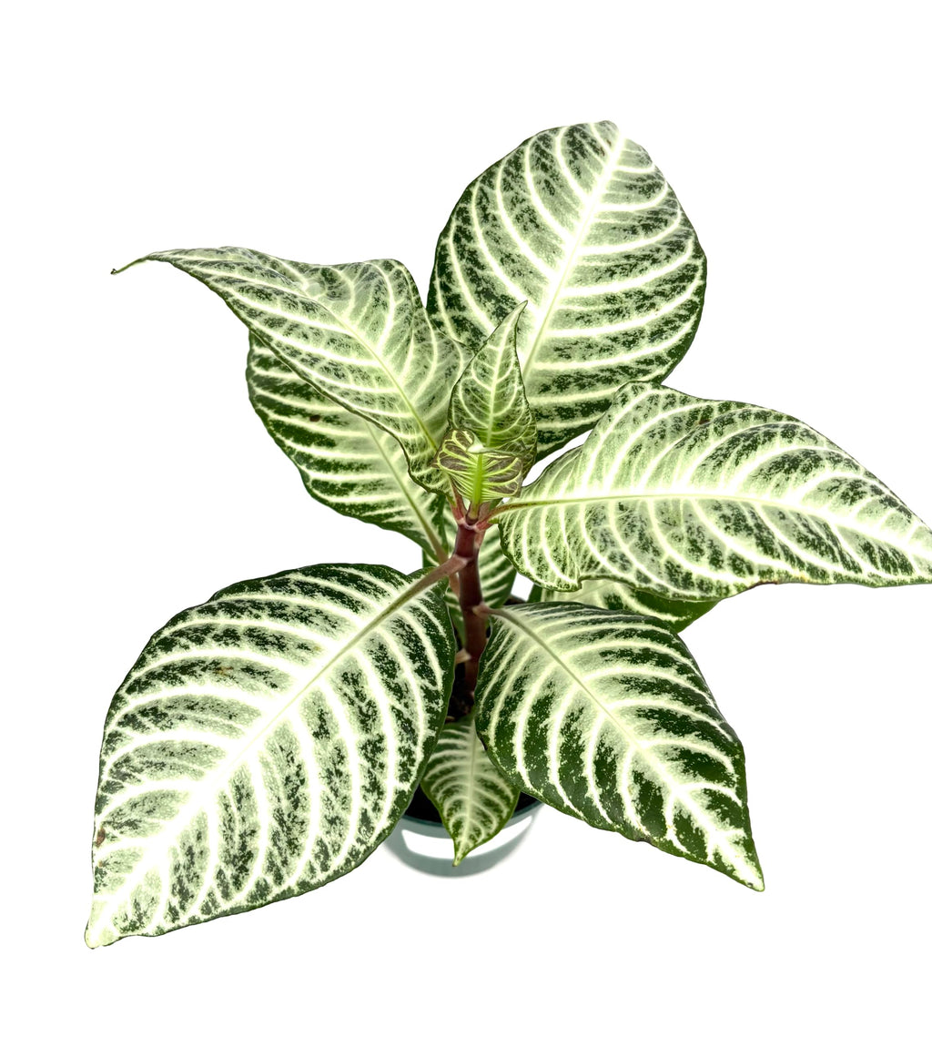 Green and white patterned leaf plant on a white background
