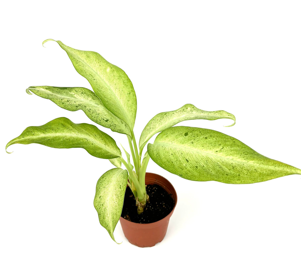 Potted plant with large green leaves on a white background