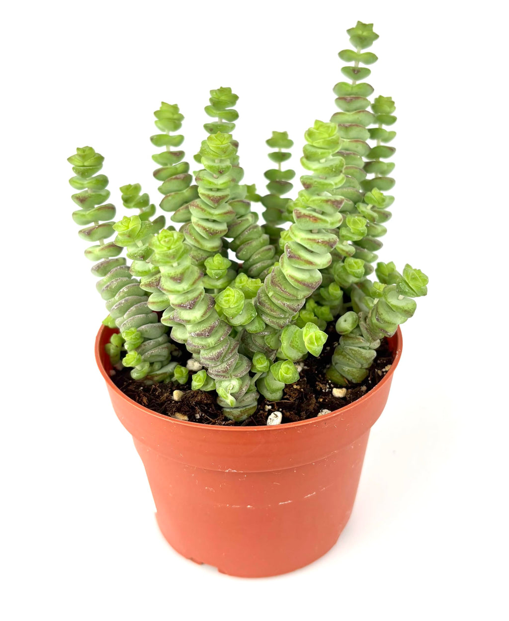 Potted Baby Necklace Crassula succulent plant on a white background