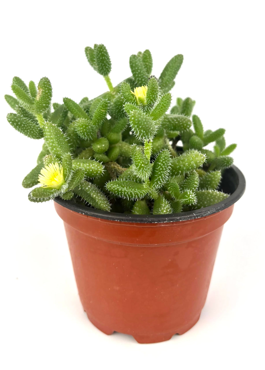 Potted Delosperma echinatum Pickle Plant succulent plant on a white background
