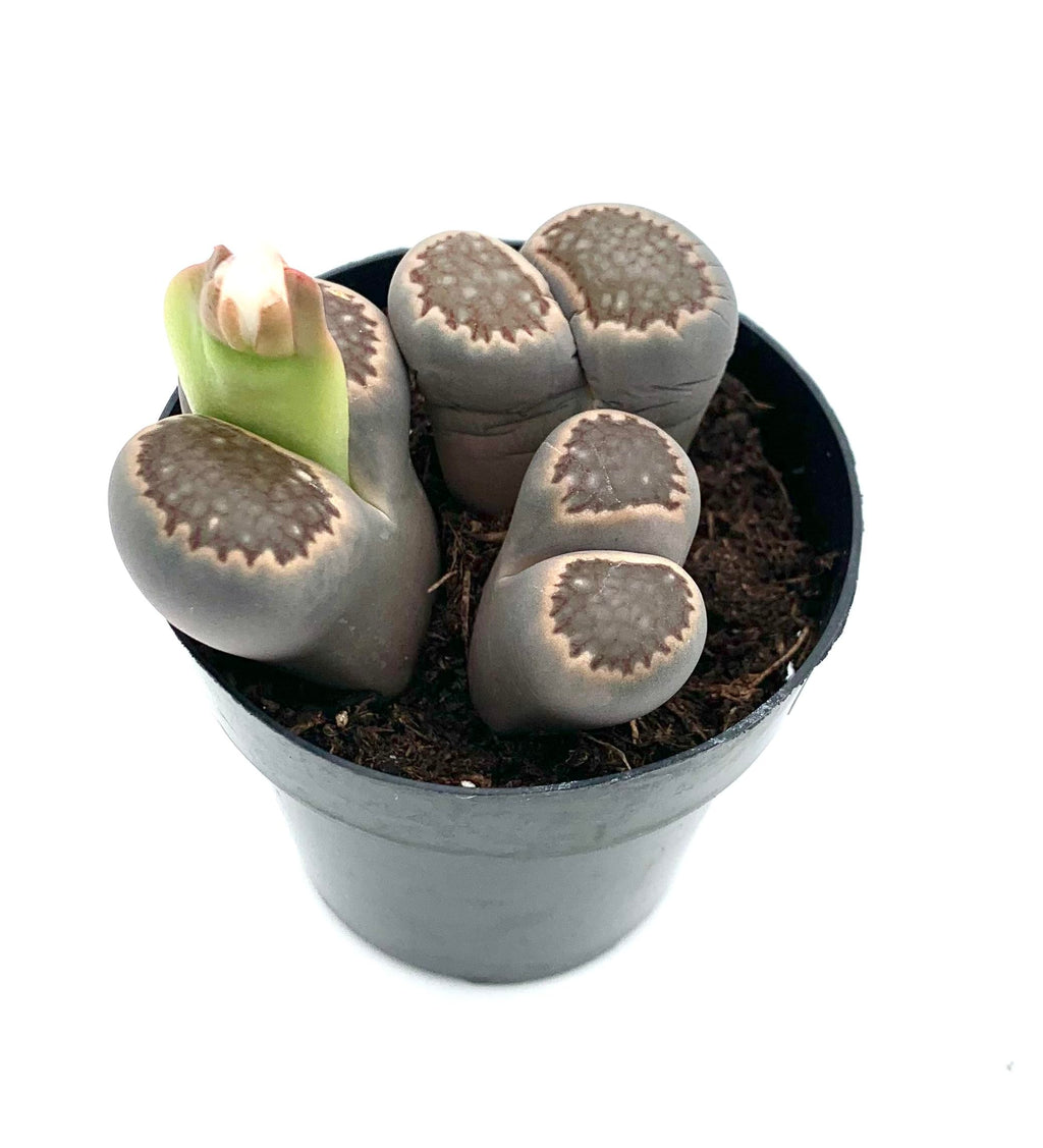 Lithops Succulents Live Potted in 2.5" Pot