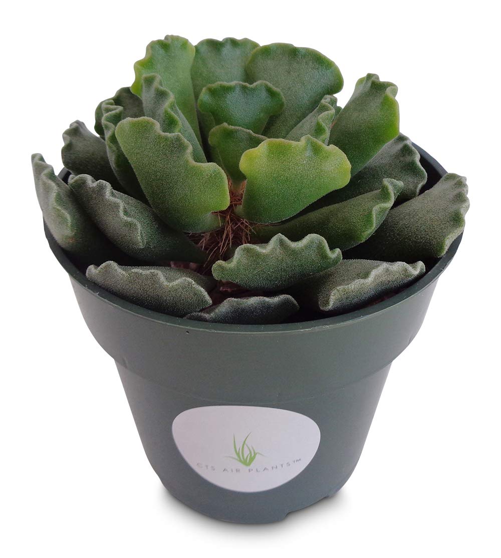 Sea Shell Succulent Adromischus Cristatus Succulents
