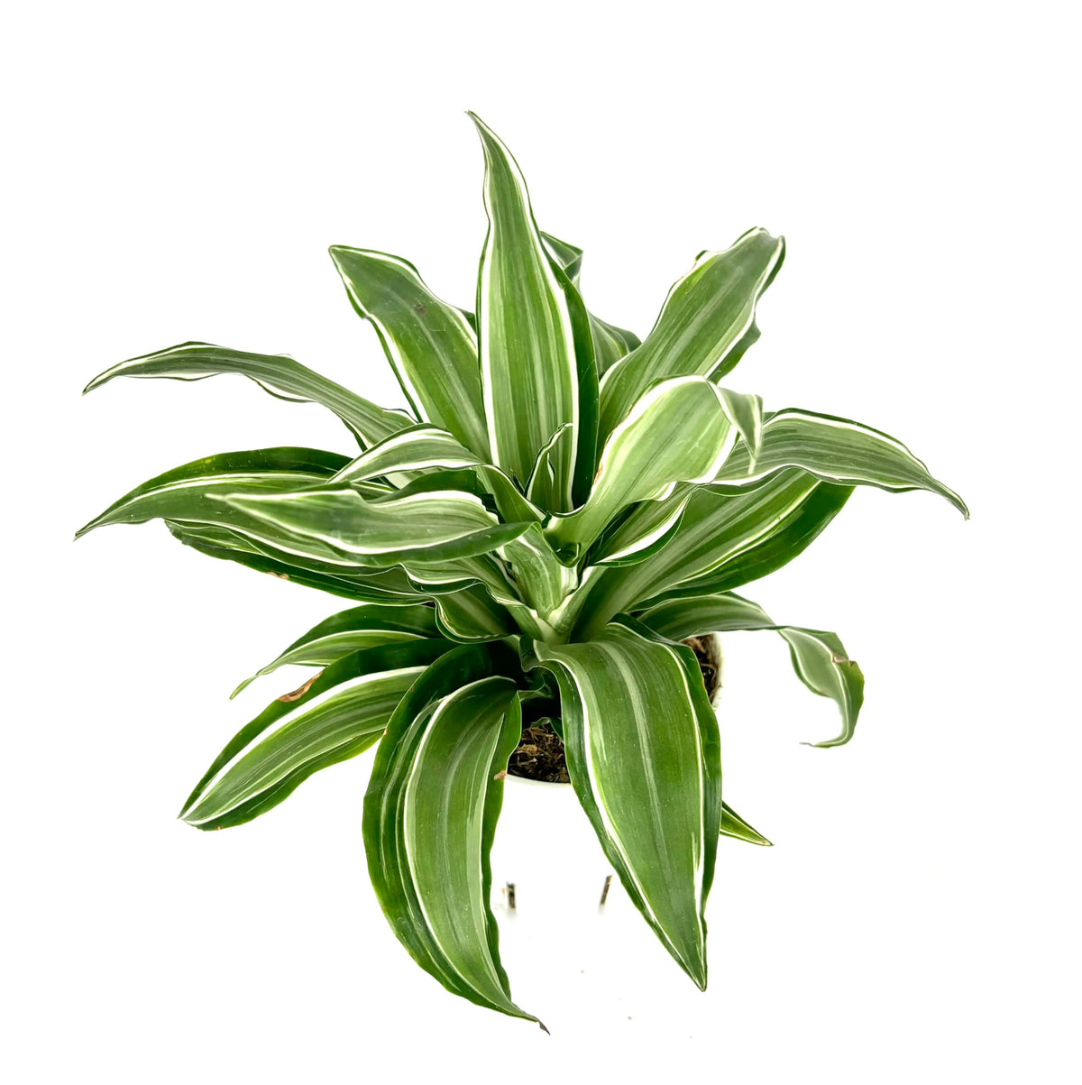 Green leafy plant with white stripes on a white background