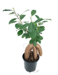Potted ficus ginseng plant with a textured pot on a white background