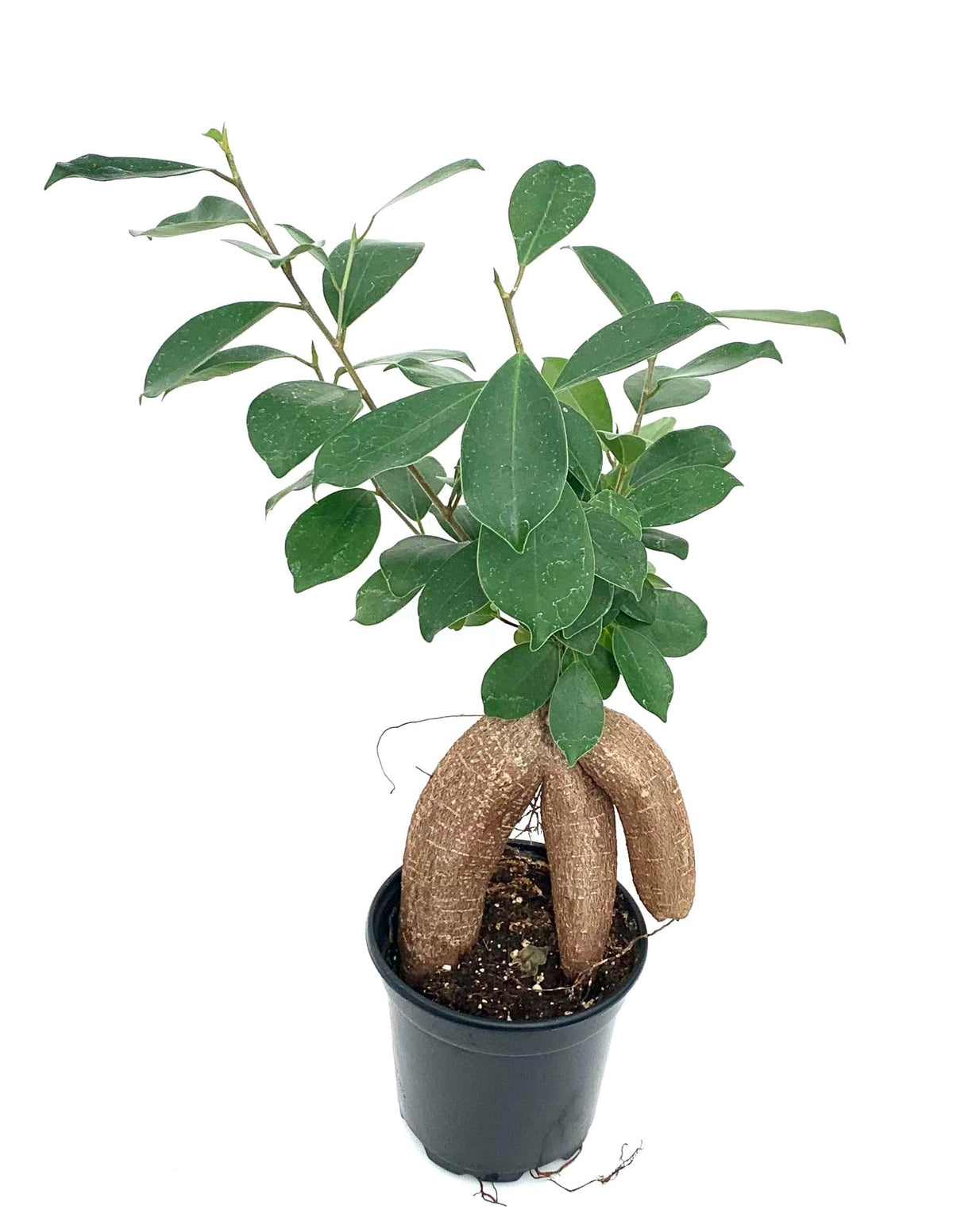 Potted ficus ginseng plant with a textured pot on a white background