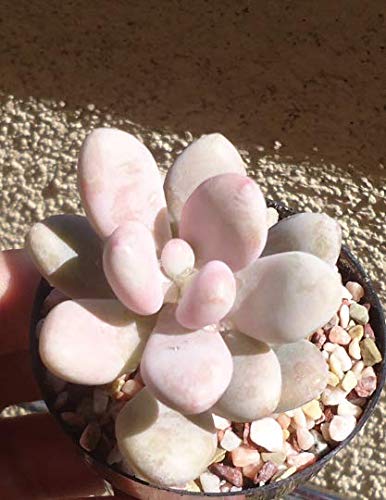 Pink Moonstone plant in a pot with pebbles on a textured surface