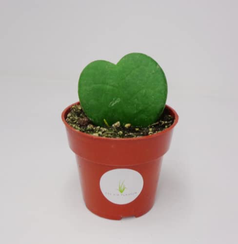 Heart-shaped green plant in a red pot with a white label on a light gray background
