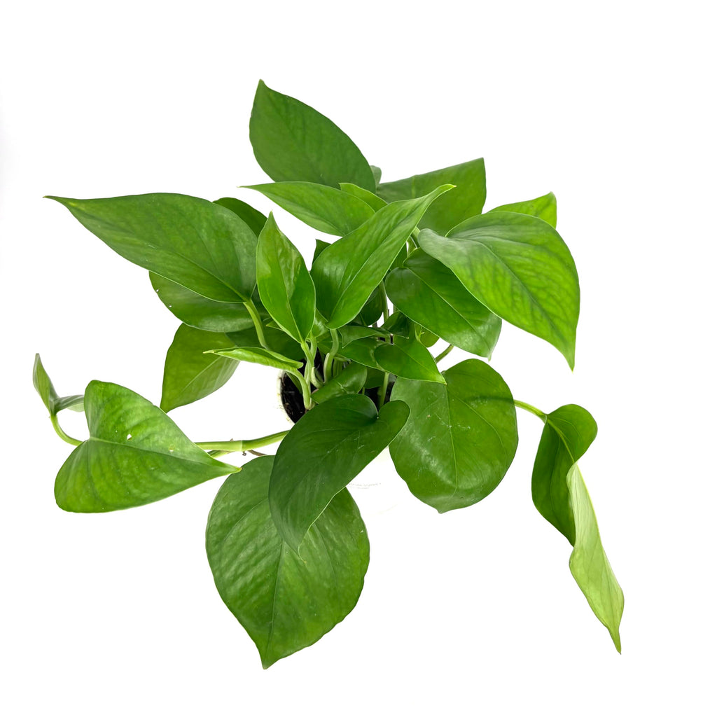 Green potted plant on a white background