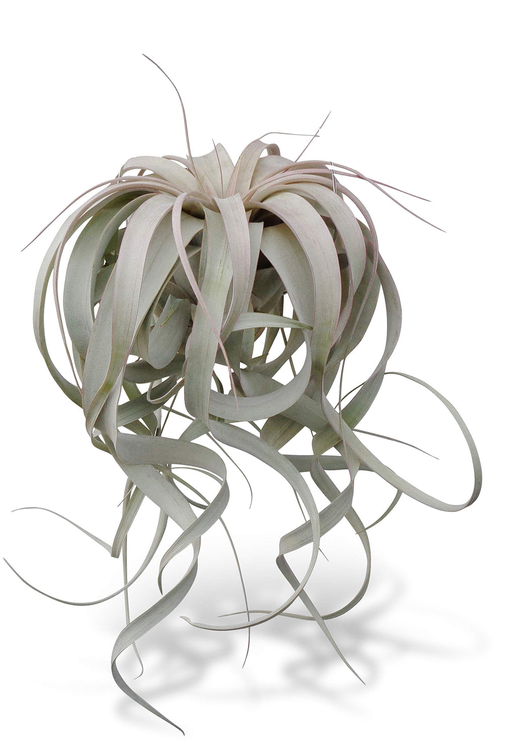 Air plant with long, arching leaves on a white background