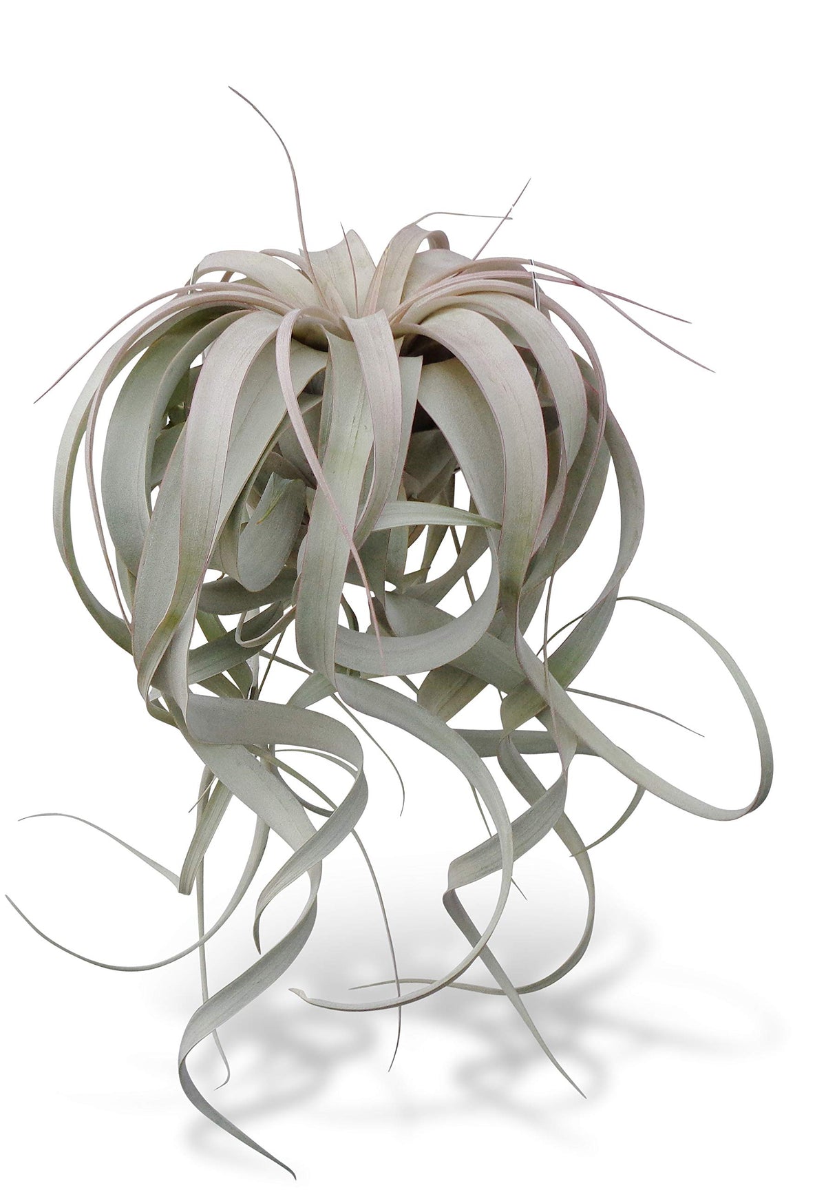 Air plant with long, arching leaves on a white background