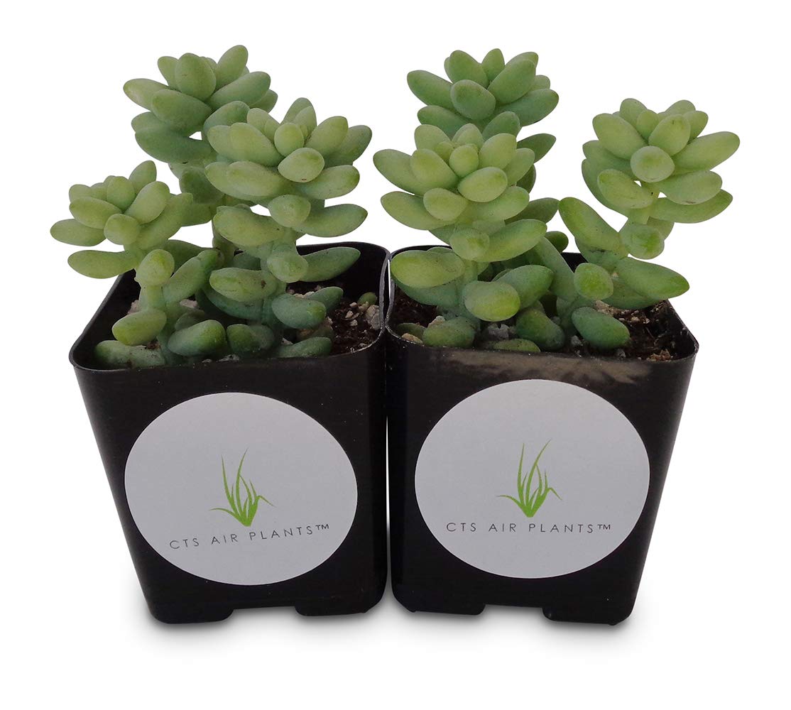 Front view of two Donkey Tail sedum plants with rounded green leaves in nursery pots
