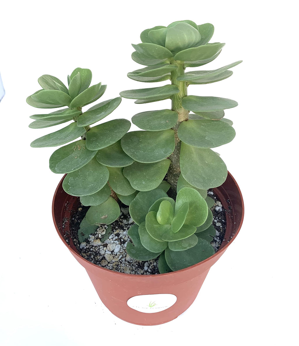 Potted Portulaca molokiniensis succulent plant with green leaves in a terracotta pot on a white background