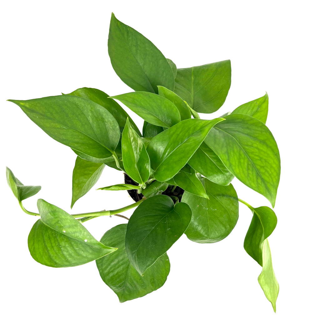 Green queen pothos potted plant on a white background
