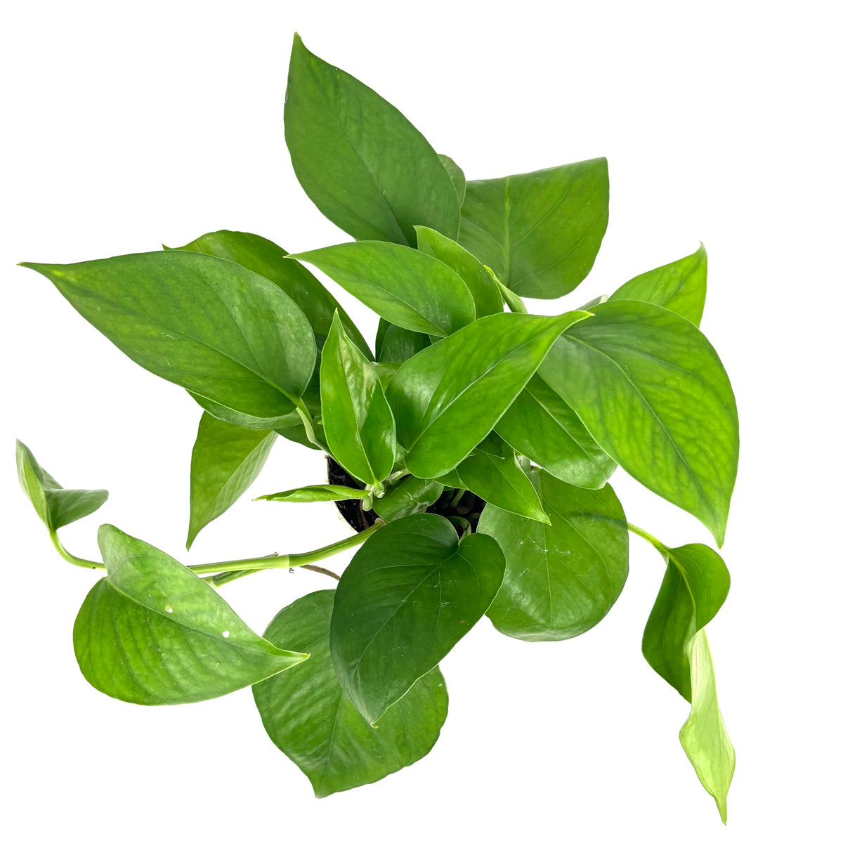 Green queen pothos potted plant on a white background