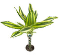 Dracaena Sol Cane, Live Potted House Plant, Green and Yellow Variegated Foliage, Air Purifying, 4 Inch Pot