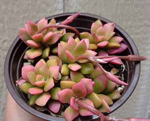 Anacampseros Sunrise Succulents Large Cluster Anacampseros Telephiastrum Variegata