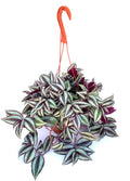Hanging basket with a leafy tradescantia plant on a white background