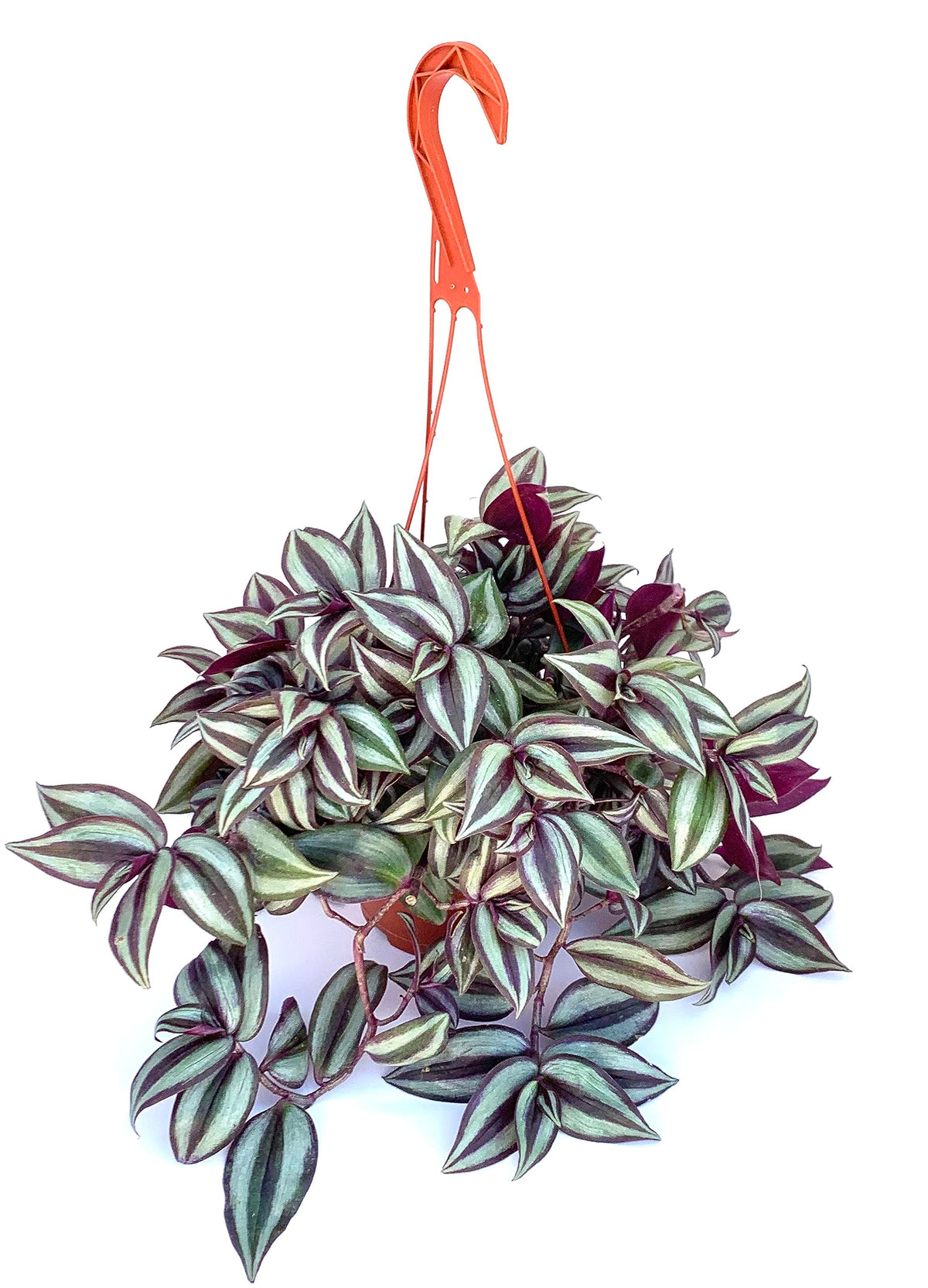Hanging basket with a leafy tradescantia plant on a white background