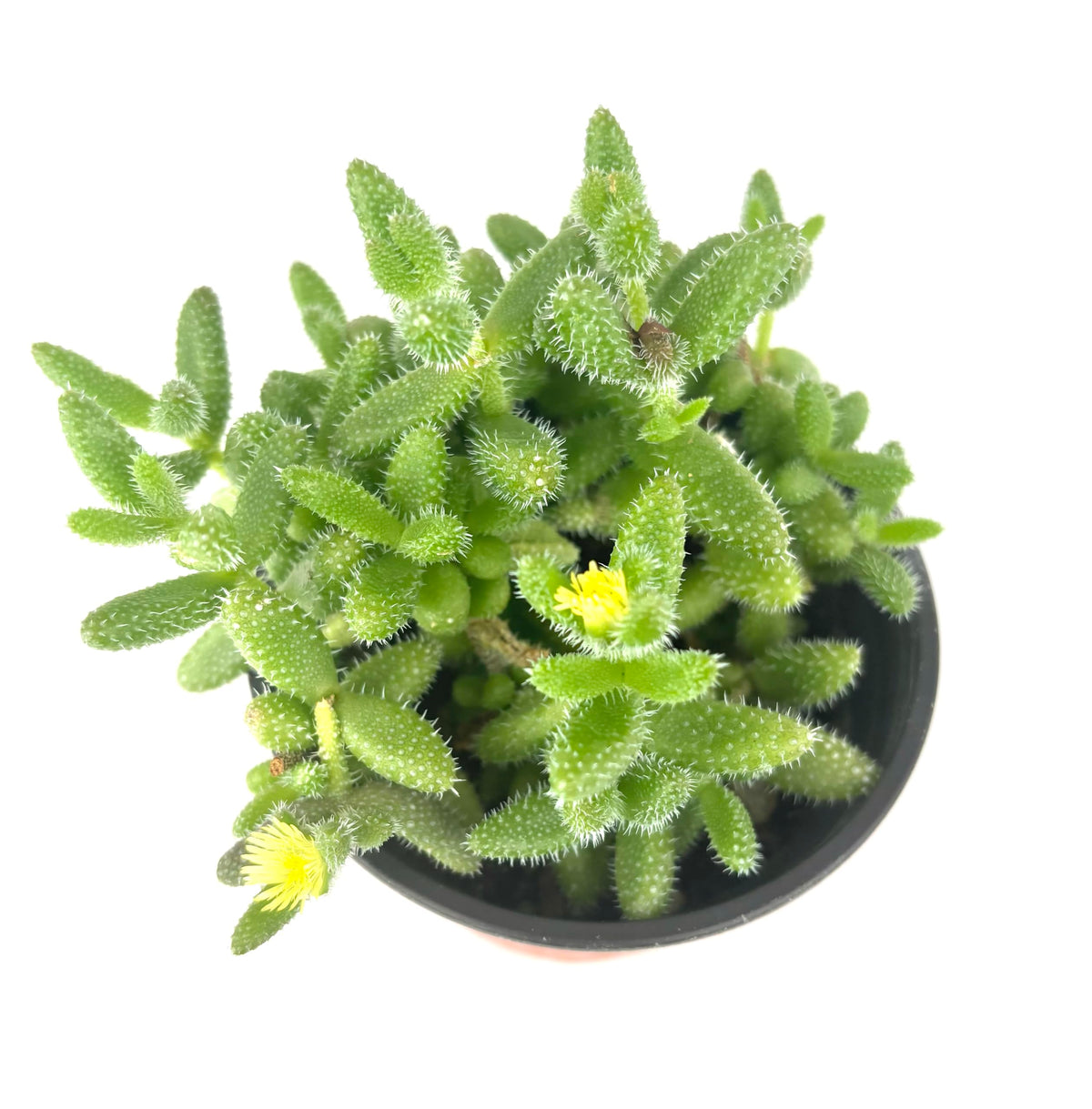 Potted Delosperma echinatum Pickle Plant succulent plant with fuzzy leaves on a white background