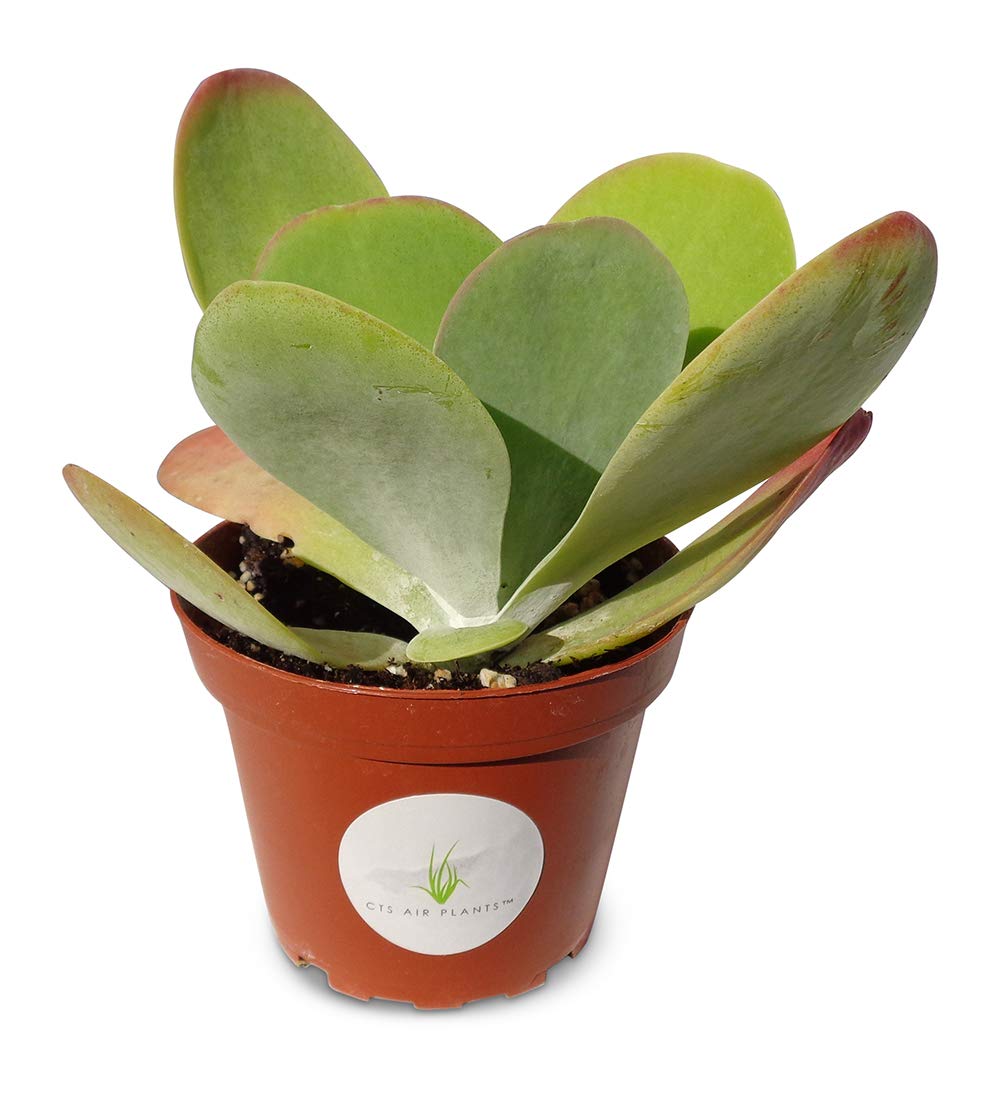 Potted Flapjacks Kalanchoe succulent plant with a visible brand label on a white background