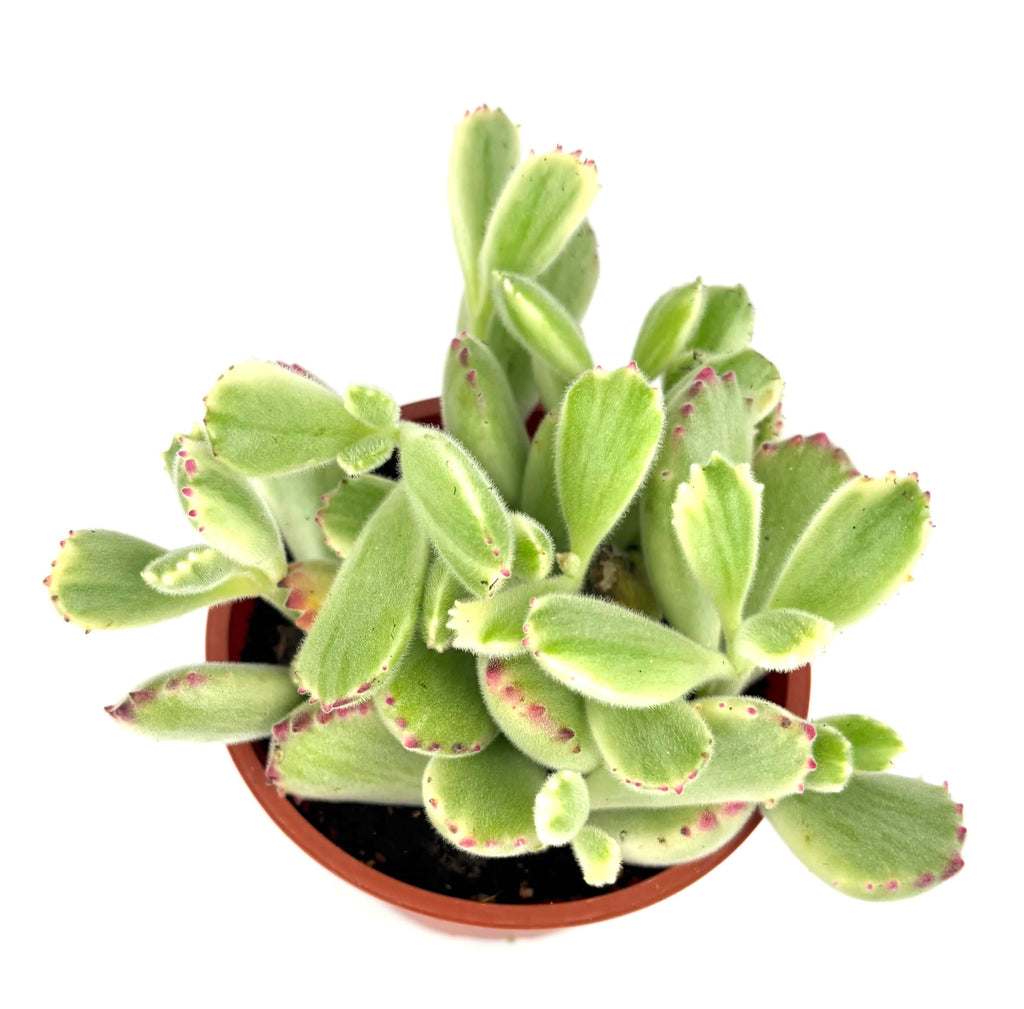 Variegated Cubs Paw Cluster Cotyledon Ladismithiensis Variegata, Live Succulent Plant, 4" Pot, Green Yellow Pink