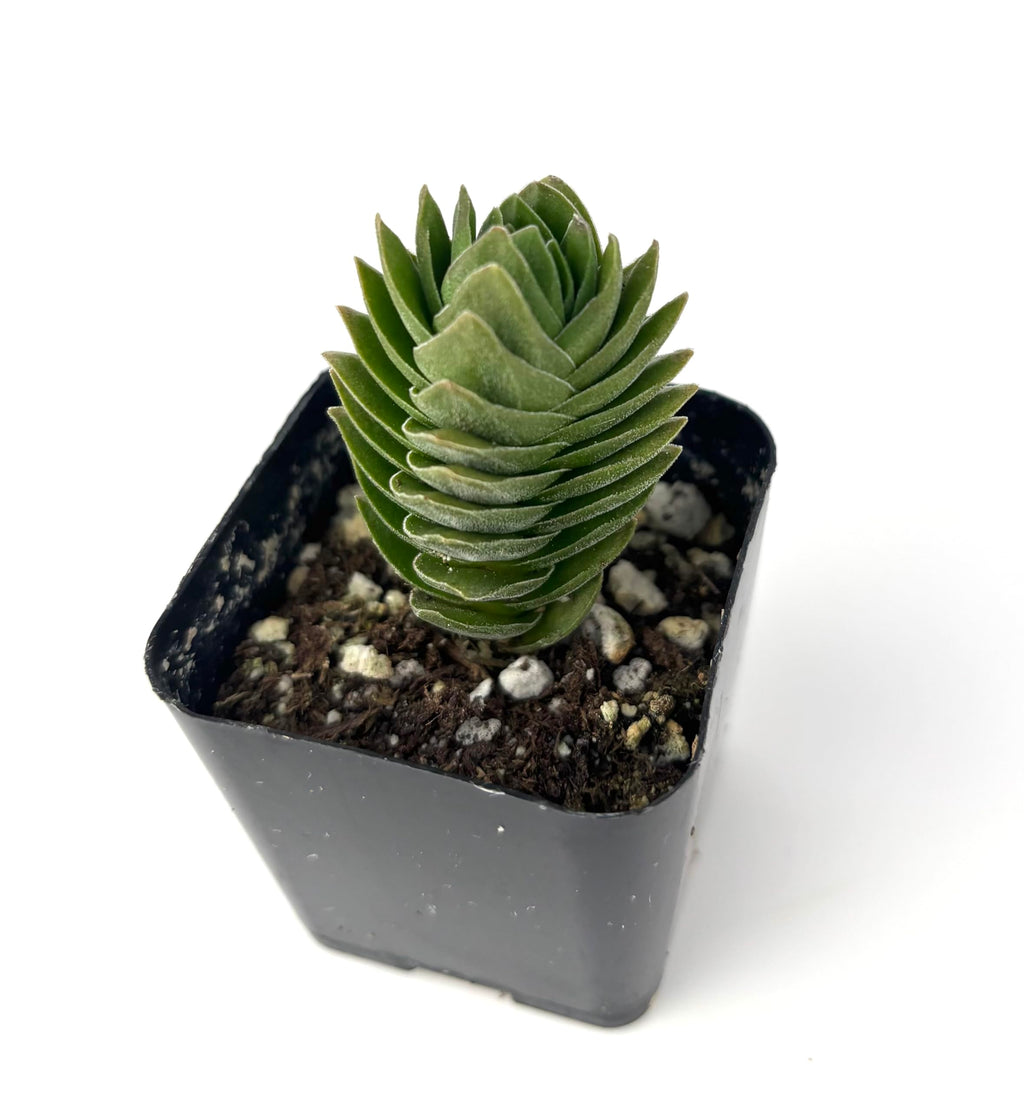 Small potted succulent plant on a white background