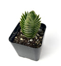 Small potted succulent plant on a white background