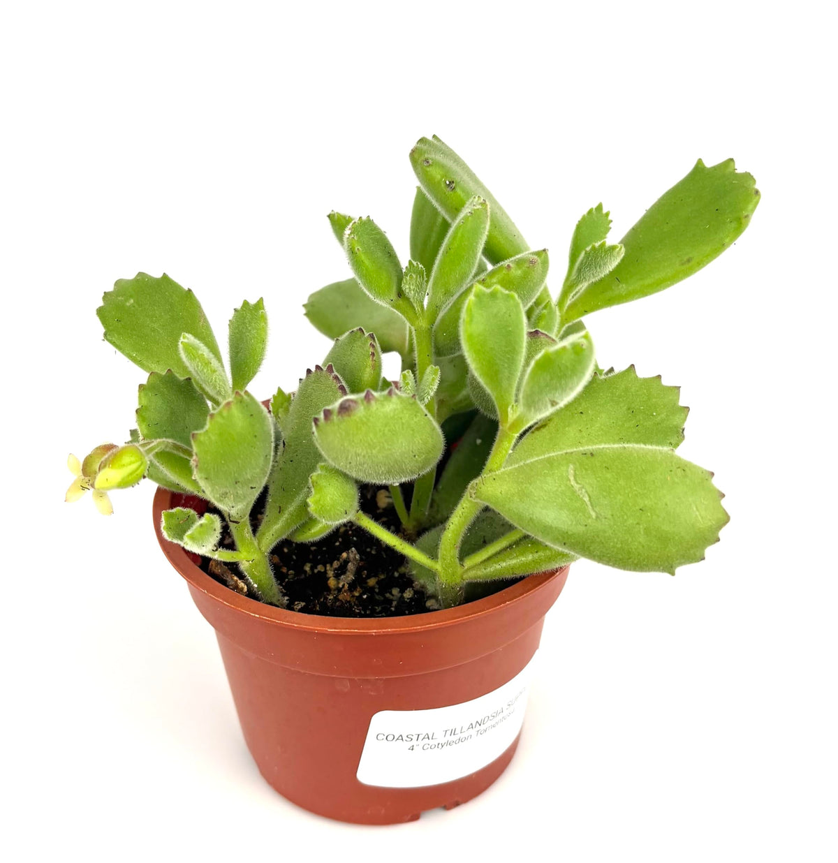 Bear Claws Succulent Cotyledon Tomentosa, Live Plant, 4" Pot, Green Fuzzy Leaves