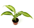 Potted dieffenbachia camoulage plant on a white background