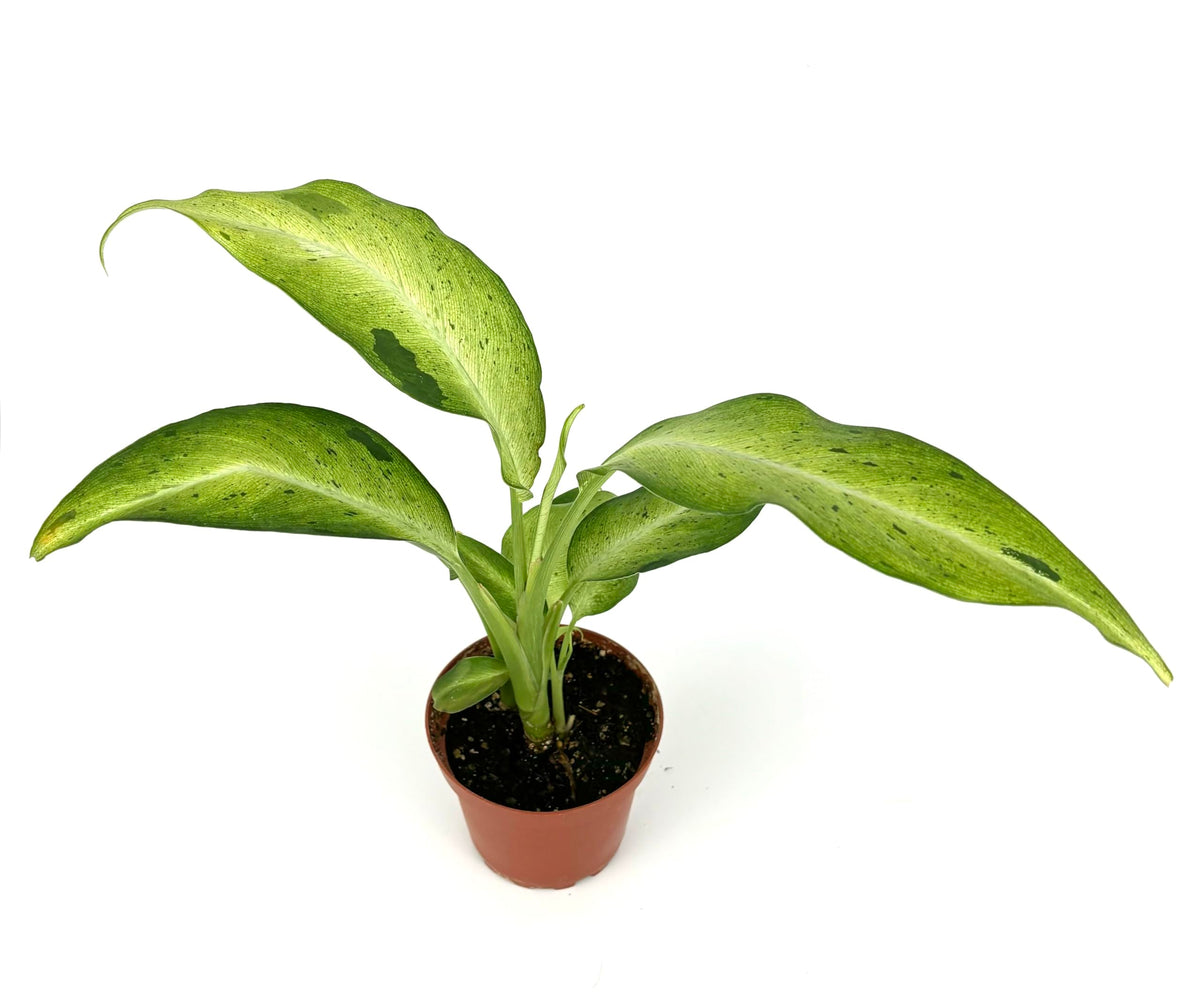 Potted dieffenbachia camoulage plant on a white background