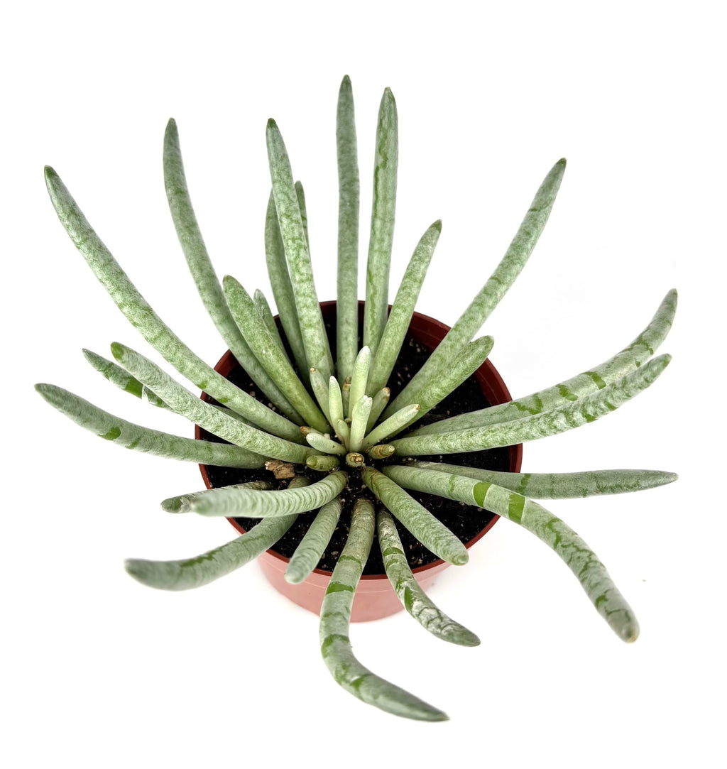 Silver Coral Succulent Senecio Scaposus, Green with White Rosettes, 4 Inch Pot, Live Indoor Plant