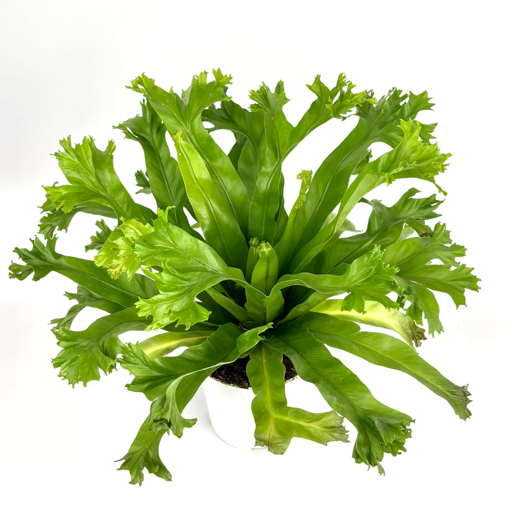 Green fern plant on a white background