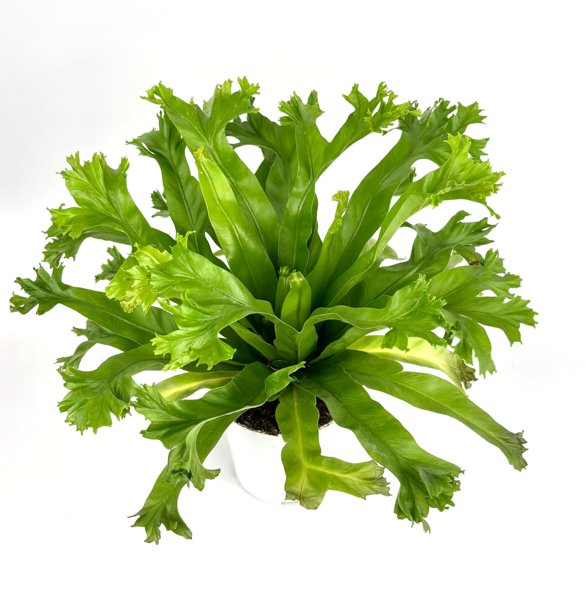 Green fern plant on a white background