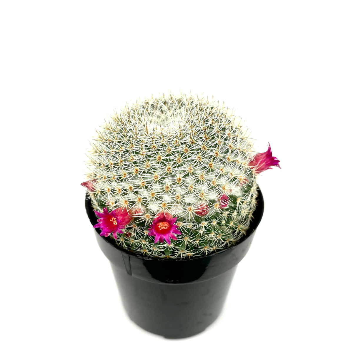 Mammillaria Elegans Cactus, Low Maintenance, Cold Tolerant, 2.5" Pot