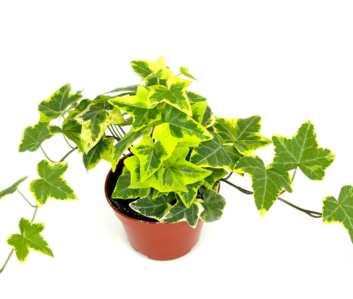 Potted ivy gold child plant with green leaves on a white background