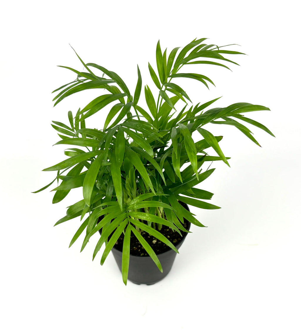 Potted plant with green leaves on a white background